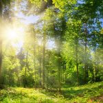 Ruhe - Gelassenheit - Einssein in & mit der Natur: Naturwochenende im Odenwald