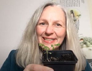 Rettung einer Tomatenjungpflanze